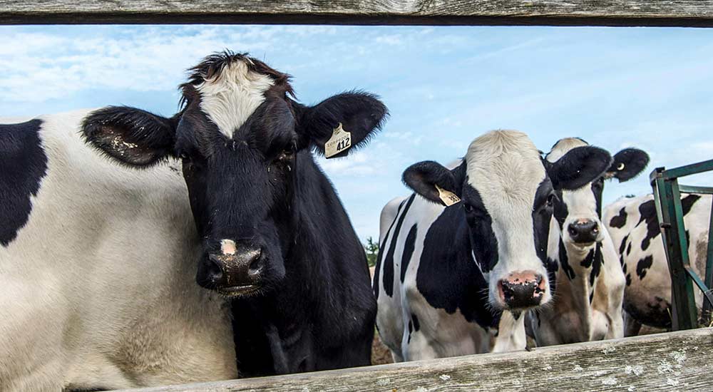 commercial umbrella inset